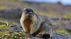 Pozemný mongolský (tarbagan)